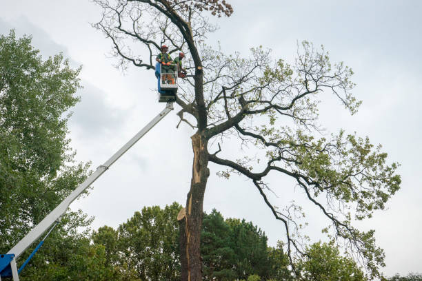 Best Palm Tree Trimming  in Heber Springs, AR