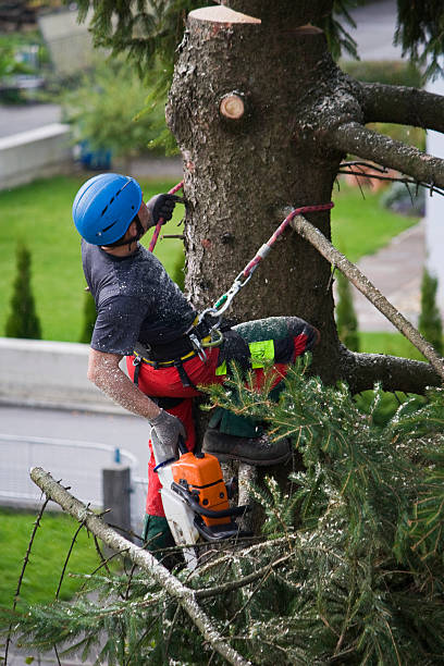 Why Choose Our Tree Removal Services in Heber Springs, AR?